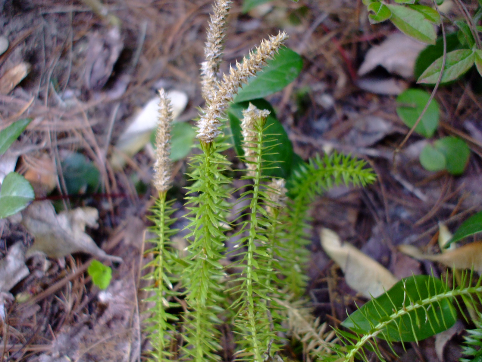 Huperzia lucidula